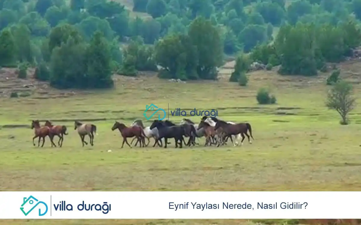 Eynif Yaylası Nerede, Nasıl Gidilir?