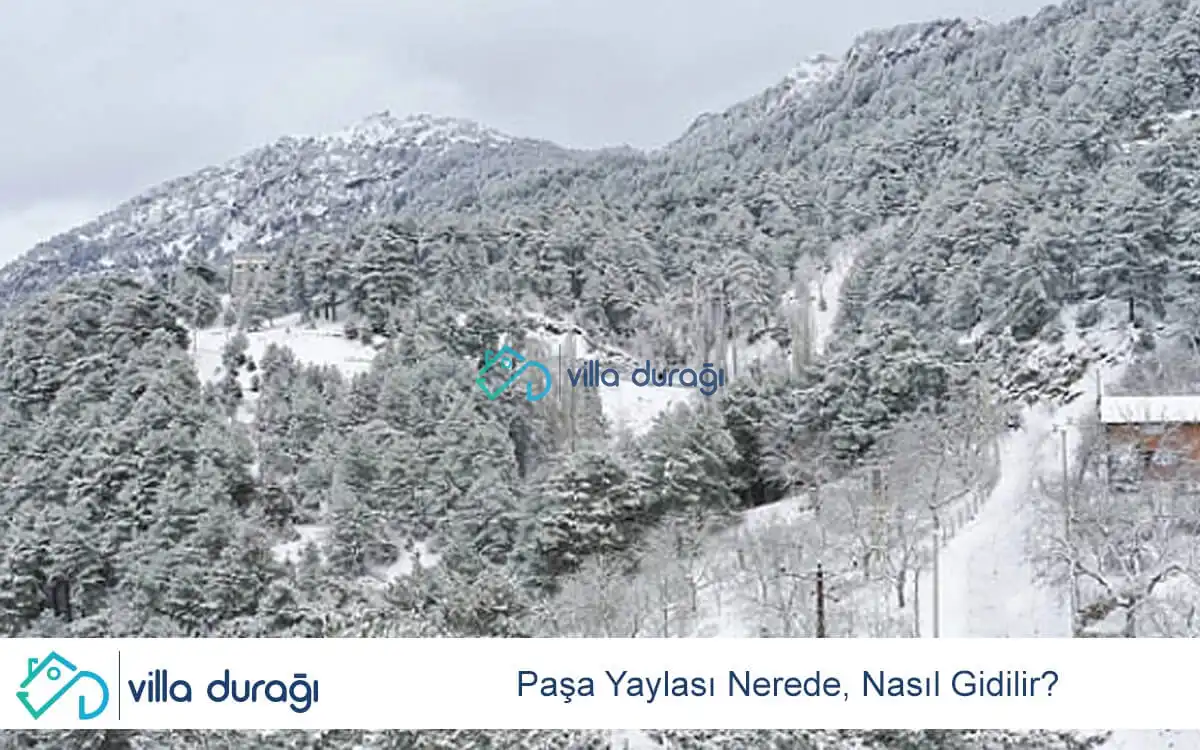 Paşa Yaylası Nerede, Nasıl Gidilir?