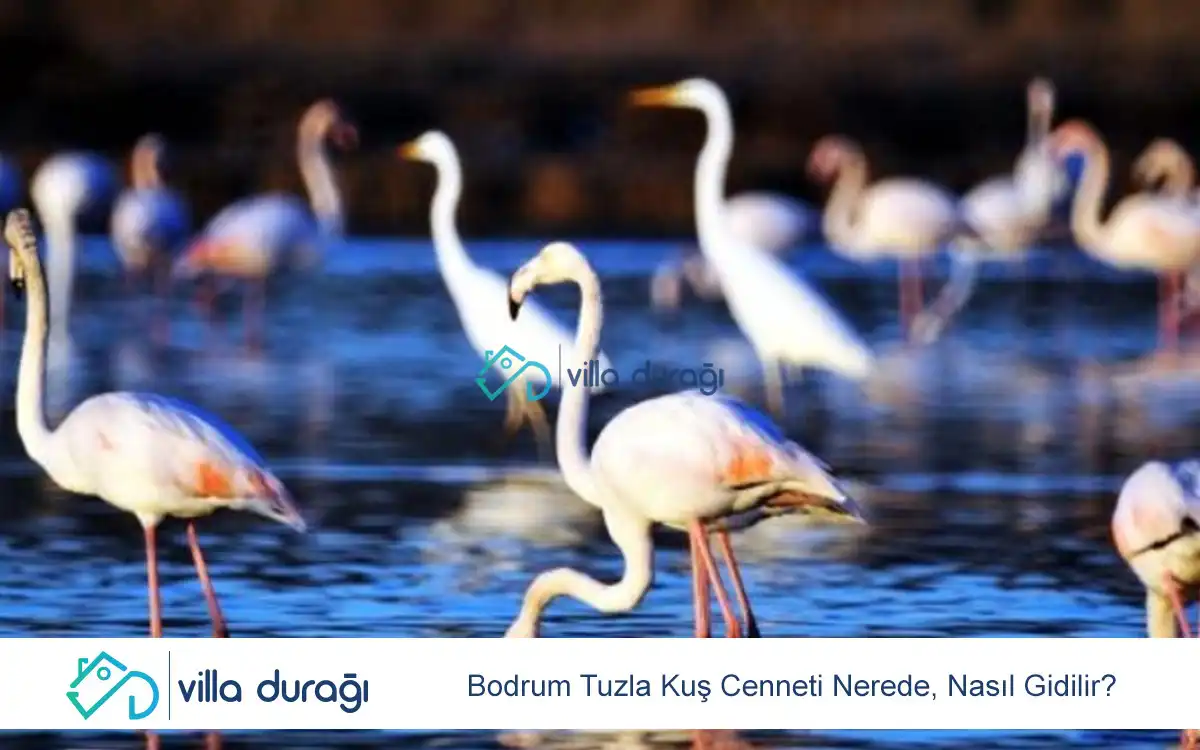 Bodrum Tuzla Kuş Cenneti Nerede, Nasıl Gidilir?