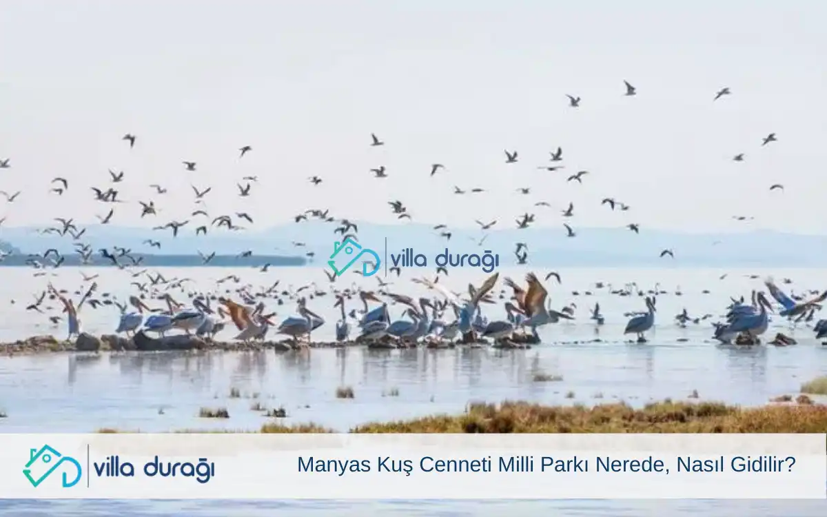 Manyas Kuş Cenneti Milli Parkı Nerede, Nasıl Gidilir?