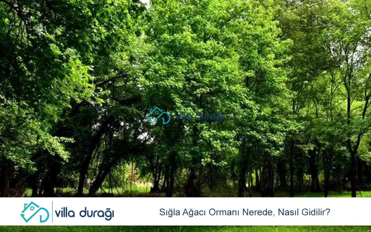 Sığla Ağacı Ormanı Nerede, Nasıl Gidilir?